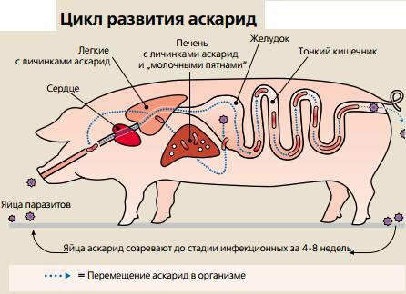 Глисты у свиней